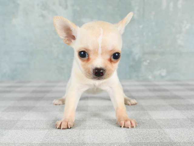 京都四条河原町店 京都府のペットショップ P S First 子犬や子猫を最優先に考えたペットショップ