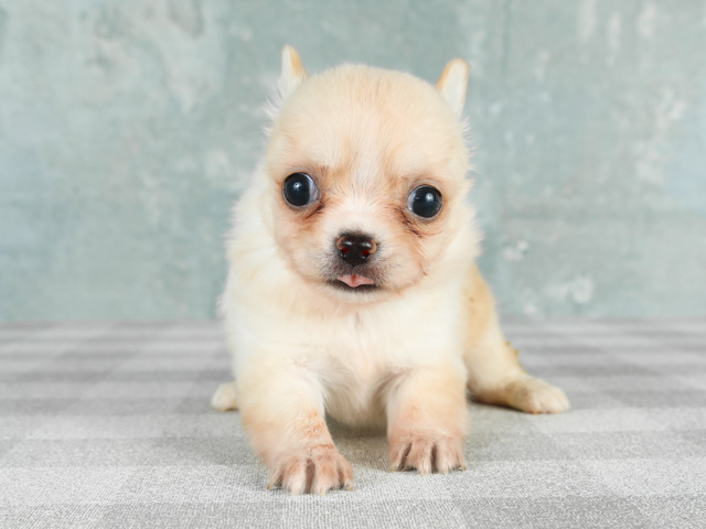 広島祇園店 広島県イオンモール広島祇園店3階 イオンペット店内のペットショップ P S First 子犬や子猫を最優先に考えたペットショップ