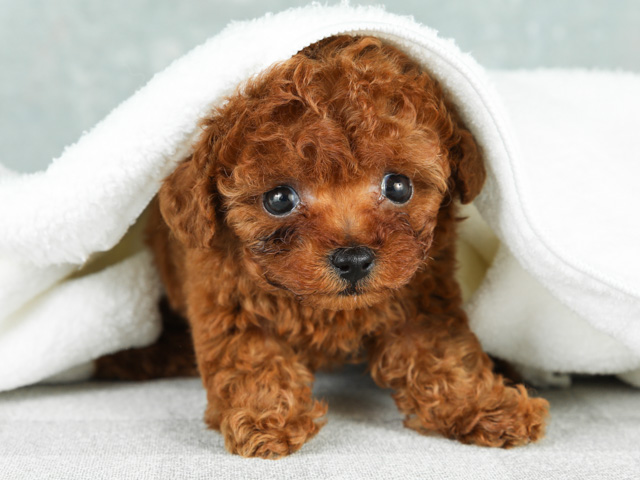 トイプードル ロイヤルティーカッププードル 青山店 P S First 子犬や子猫を最優先に考えたペットショップ