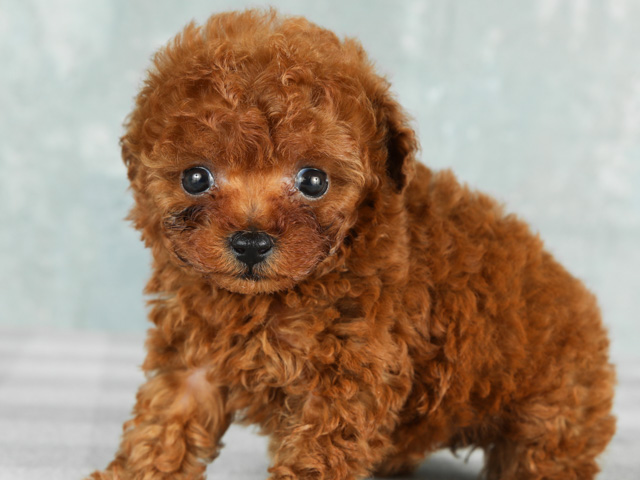 トイプードル ロイヤルティーカッププードル 青山店 P S First 子犬や子猫を最優先に考えたペットショップ