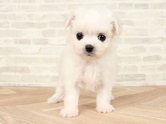 マルチーズ チワワ ミックス お台場店 P S First 子犬や子猫を最優先に考えたペットショップ