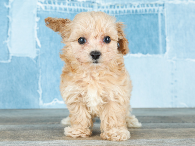 チワワ トイプードル ミックス 横浜駅前店 P S First 子犬や子猫を最優先に考えたペットショップ