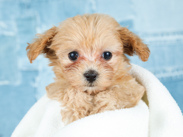 チワプー特集 P S First 子犬や子猫を最優先に考えたペットショップ