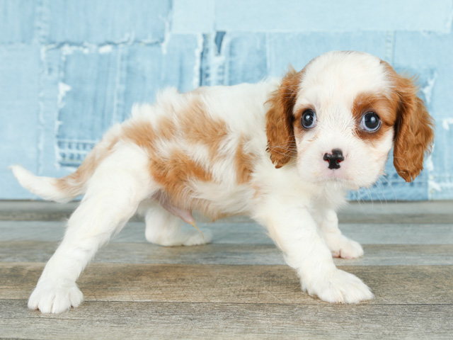キャバリアキングチャールズスパニエル 直方店 P S First 子犬や子猫を最優先に考えたペットショップ