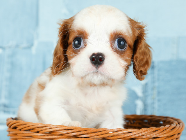 キャバリアキングチャールズスパニエル カインズ千葉ニュータウン店 P S First 子犬や子猫を最優先に考えたペットショップ