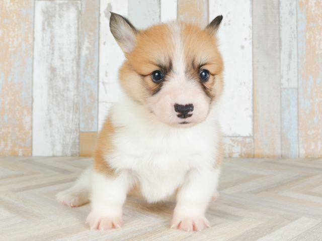 ウェルシュコーギーペンブローク ふじみ野店 P S First 子犬や子猫を最優先に考えたペットショップ