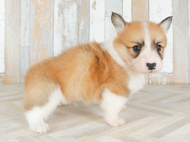 ウェルシュコーギーペンブローク ふじみ野店 P S First 子犬や子猫を最優先に考えたペットショップ