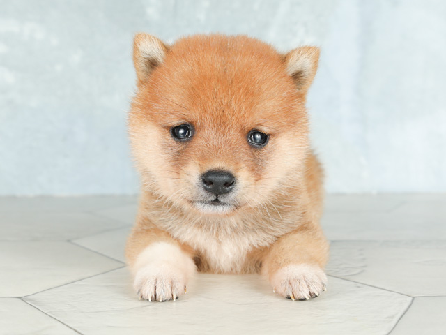 原宿店 東京都のペットショップ P S First 子犬や子猫を最優先に考えたペットショップ