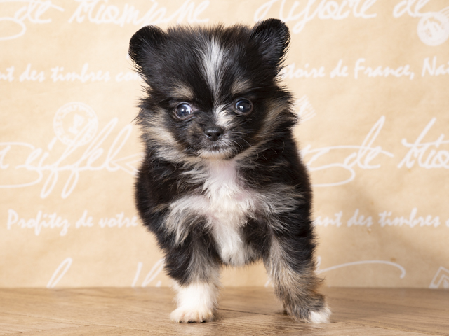 梅田店 大阪府のペットショップ P S First 子犬や子猫を最優先に考えたペットショップ