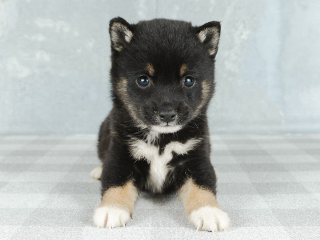 豆柴 大和鶴間店 P S First 子犬や子猫を最優先に考えたペットショップ