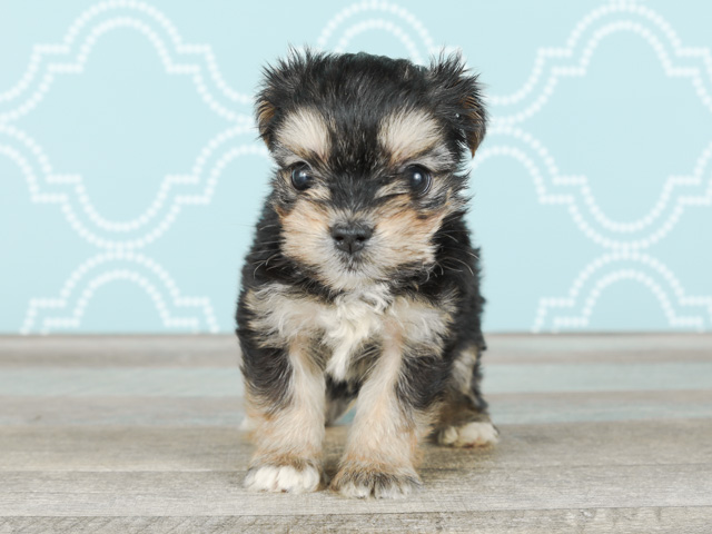 おゆみ野店 P S First 子犬や子猫を最優先に考えたペットショップ