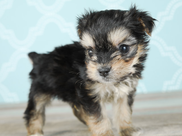 マルヨーキー特集 P S First 子犬や子猫を最優先に考えたペットショップ