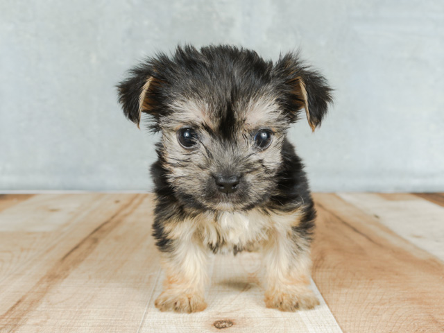 マルチーズ ヨークシャーテリア ミックス 吉祥寺サンロード店 P S First 子犬や子猫を最優先に考えたペットショップ