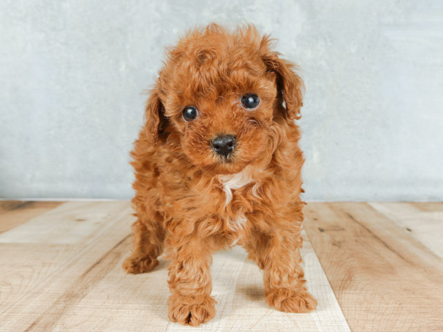 トイプードル ティーカッププードル 名古屋栄店 P S First 子犬や子猫を最優先に考えたペットショップ