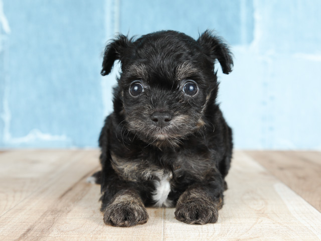 神戸元町店 兵庫県のペットショップ P S First 子犬や子猫を最優先に考えたペットショップ