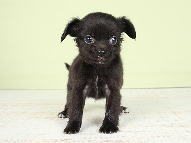 名古屋栄店 愛知県のペットショップ P S First 子犬や子猫を最優先に考えたペットショップ 名古屋栄店 愛知県のペットショップ P S First 子犬や子猫を最優先に考えたペットショップ