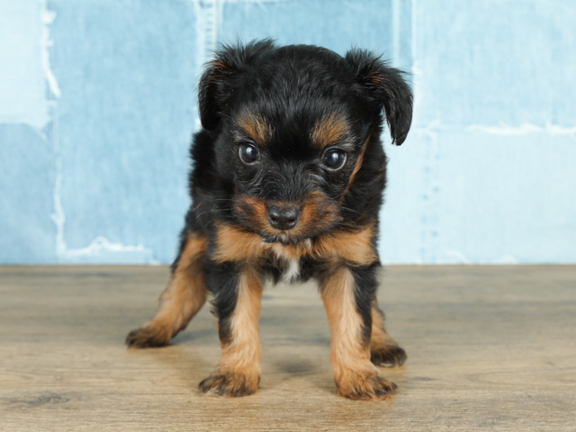 鹿児島店 鹿児島県イオン鹿児島1階 イオンペット店内のペットショップ P S First 子犬や子猫を最優先に考えたペットショップ