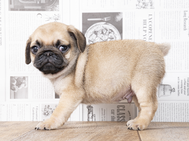 ペットショップ P S First ペット詳細