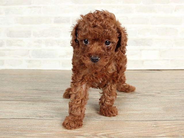 トイプードル タイニープードル 渋谷店 P S First 子犬や子猫を最優先に考えたペットショップ