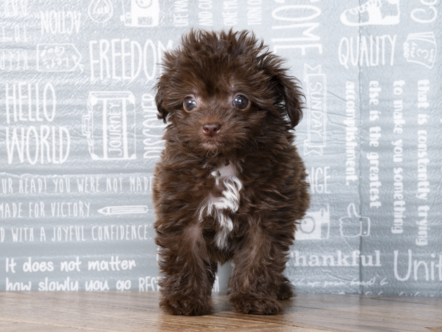 トイプードル チワワ ミックス レイクタウン店 P S First 子犬や子猫を最優先に考えたペットショップ トイプードル チワワ ミックス レイクタウン店 P S First 子犬や子猫を最優先に考えたペットショップ