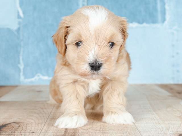 マルチーズ トイプードル ミックス 横浜駅前店 P S First 子犬や子猫を最優先に考えたペットショップ