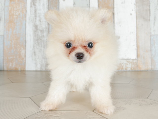 ポメラニアン 千葉ニュータウン店 P S First 子犬や子猫を最優先に考えたペットショップ