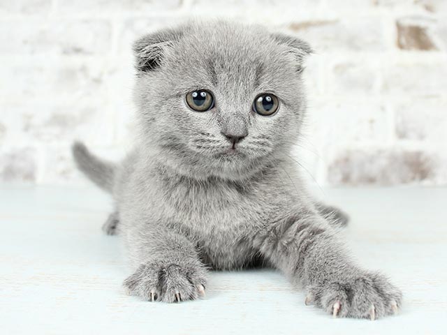 名古屋栄店 愛知県のペットショップ P S First 子犬や子猫を最優先に考えたペットショップ 名古屋栄店 愛知県のペットショップ P S First 子犬や子猫を最優先に考えたペットショップ