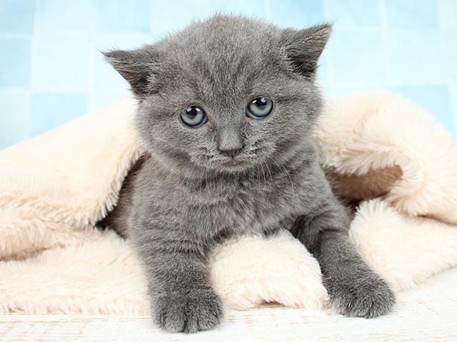 ブリティッシュショートヘアー 一覧 P S First 子犬や子猫を最優先に考えたペットショップ