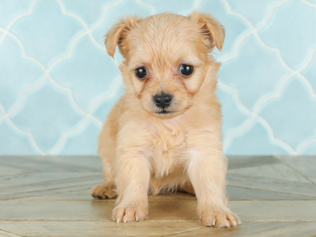 市川コルトンプラザ店 千葉県ニッケコルトンプラザ1階 イオンペット店内のペットショップ P S First 子犬や子猫を最優先に考えたペットショップ