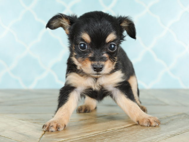 福岡天神店 福岡県のペットショップ P S First 子犬や子猫を最優先に考えたペットショップ