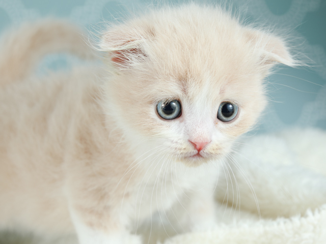 スコティッシュフォールド 一覧│Pu0027s-first│子犬や子猫を最優先に考え