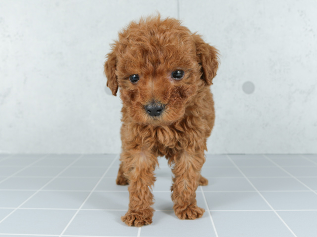 ペットショップ P S First ペット詳細