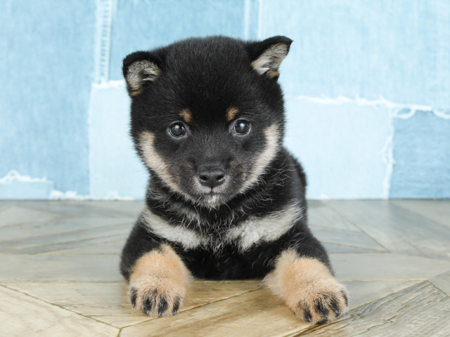 豆柴 川越店 P S First 子犬や子猫を最優先に考えたペットショップ