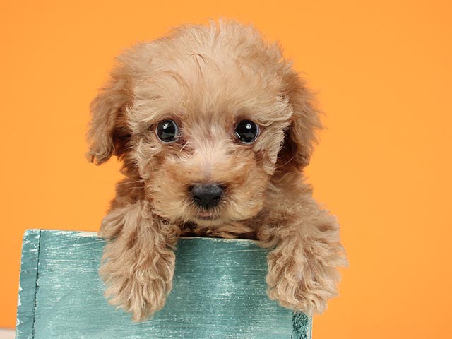 トイプードル タイニープードル 武蔵小山店 P S First 子犬や子猫を最優先に考えたペットショップ