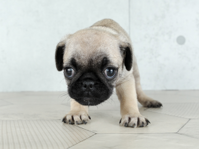 パグ ららぽーとtokyo Bay店 P S First 子犬や子猫を最優先に考えたペットショップ