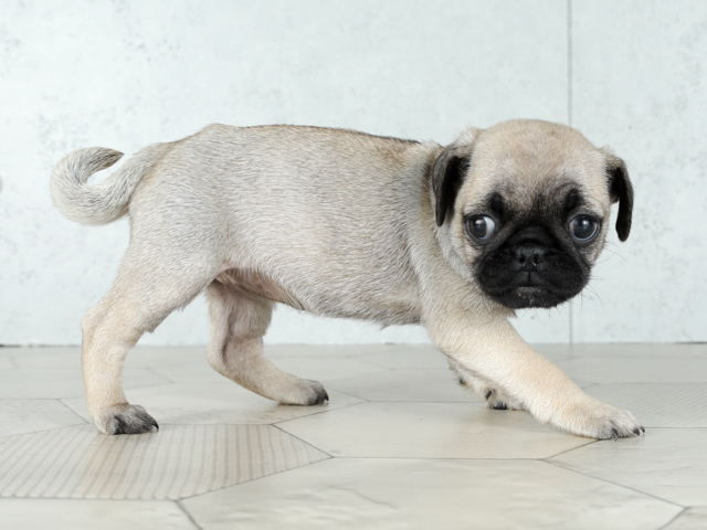 パグ ららぽーとtokyo Bay店 P S First 子犬や子猫を最優先に考えたペットショップ