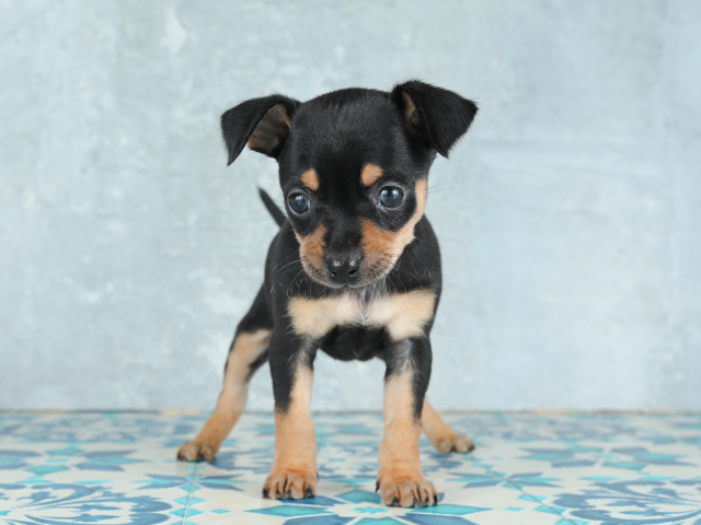 ペットショップ P S First お問い合わせ