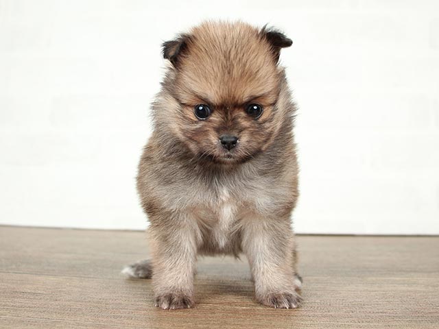 ポメラニアン チワワ ミックス 武蔵小山店 P S First 子犬や子猫を最優先に考えたペットショップ