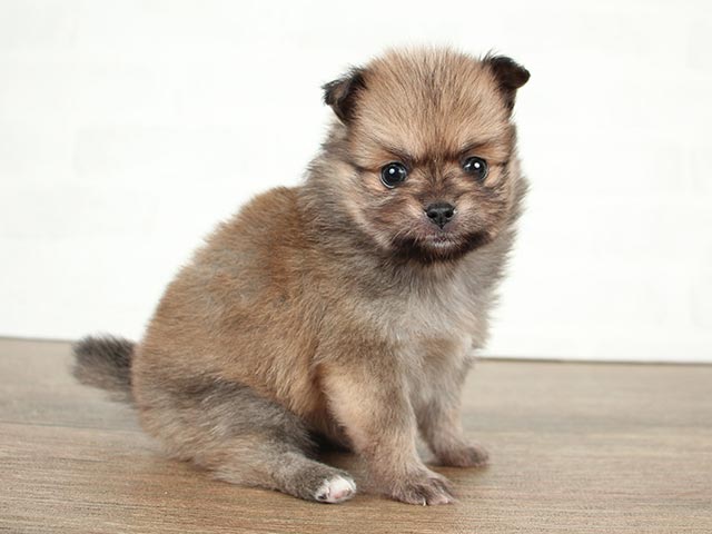 ポメラニアン チワワ ミックス 武蔵小山店 P S First 子犬や子猫を最優先に考えたペットショップ