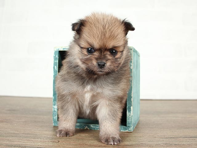 ポメラニアン チワワ ミックス 武蔵小山店 P S First 子犬や子猫を最優先に考えたペットショップ
