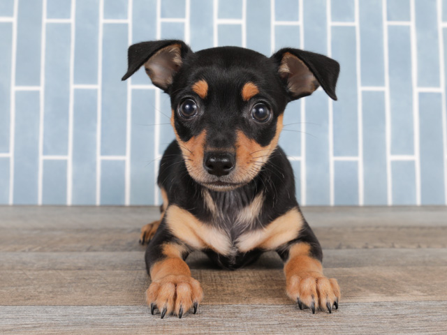 ペットショップ P S First ペット詳細