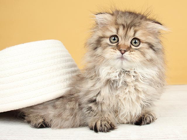 マンチカン おゆみ野店 P S First 子犬や子猫を最優先に考えたペットショップ