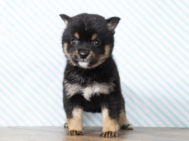 豆柴 渋谷店 P S First 子犬や子猫を最優先に考えたペットショップ