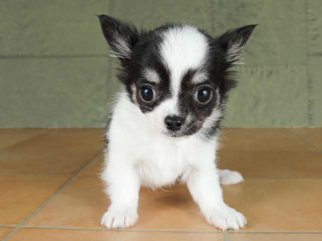 鹿児島店 鹿児島県イオン鹿児島1階 ペテモ内のペットショップ P S First 子犬や子猫を最優先に考えたペットショップ 鹿児島店 鹿児島県イオン鹿児島1階 ペテモ内のペットショップ P S First 子犬や子猫を最優先に考えたペットショップ