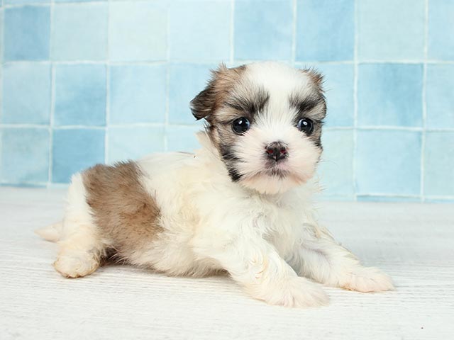 ペットショップ P S First ペット詳細