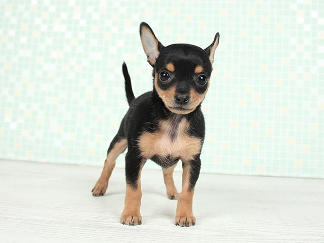 ペットショップ P S First ペット詳細