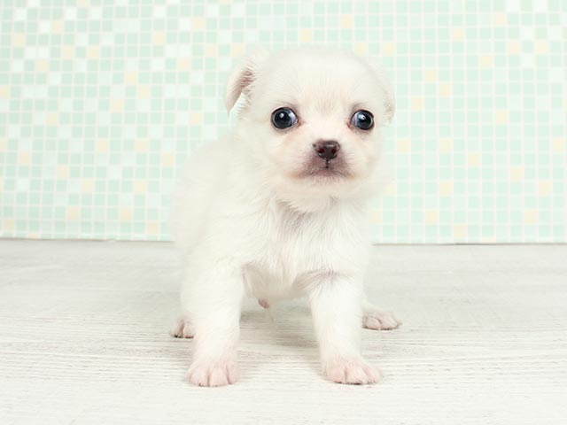 ペキニーズ チワワ ミックス 難波店 P S First 子犬や子猫を最優先に考えたペットショップ ペキニーズ チワワ ミックス 難波店 P S First 子犬や子猫を最優先に考えたペットショップ