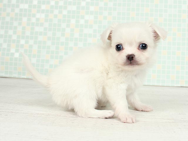 ペキニーズ チワワ ミックス 難波店 P S First 子犬や子猫を最優先に考えたペットショップ ペキニーズ チワワ ミックス 難波店 P S First 子犬や子猫を最優先に考えたペットショップ