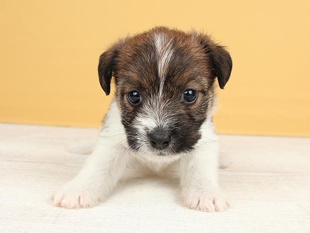 カインズ浦和美園店 埼玉県カインズ浦和美園店 ペッツワン店内のペットショップ P S First 子犬や子猫を最優先に考えたペットショップ