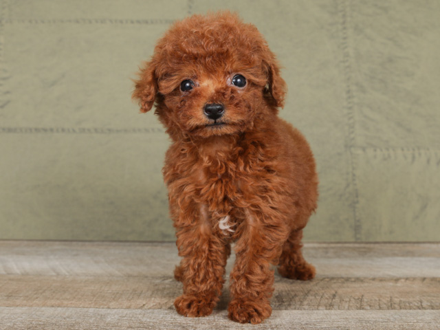 鹿児島店 鹿児島県イオン鹿児島1階 ペテモ内のペットショップ P S First 子犬や子猫を最優先に考えたペットショップ